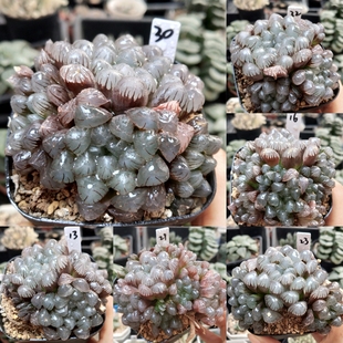 群生紫镜玉露 优选一物一拍十二卷多肉植物带盆土发货10月23日更