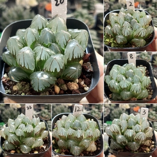 水晶玉露窗大透亮一物一拍带盆带土发货十二卷多肉植物9月16更新