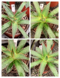 霍利达龙舌兰直销潮流植物简单易养沙漠绿植厚叶耐旱植物4月2日更
