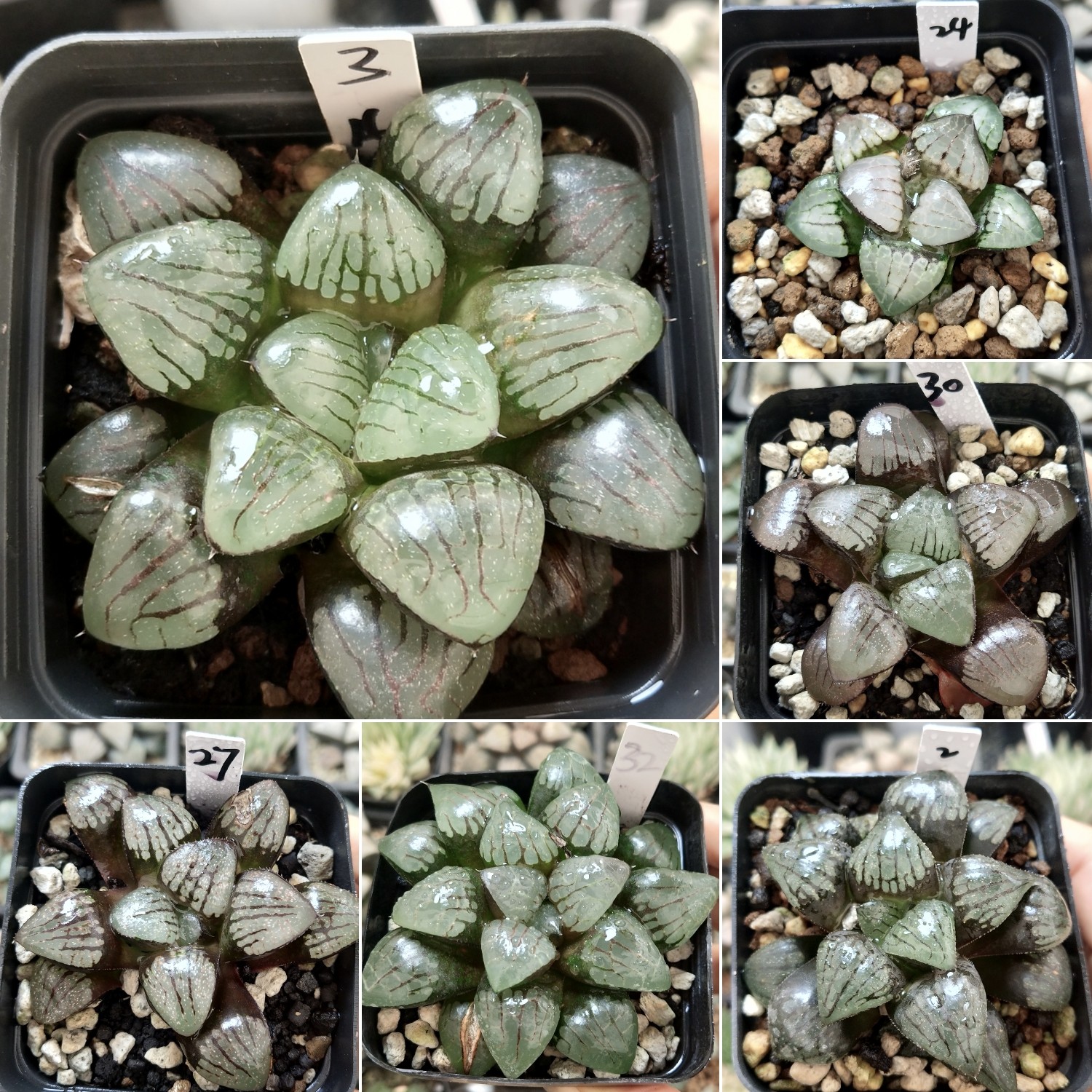 16号实生史扑寿优选一物一拍带盆发货十二卷多肉植物8月26日更新