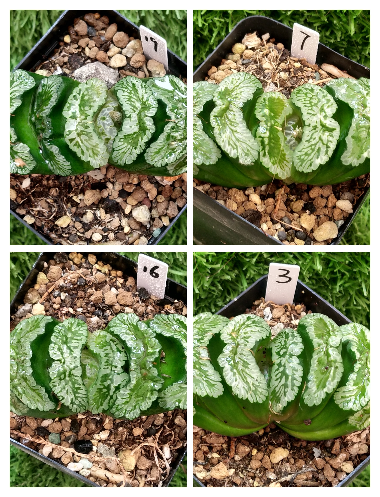 玄武玉扇株型周正一物一拍十二卷多肉植物带盆带土发货5月24日更