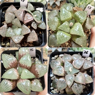 13号实生寿优选一物一拍十二卷多肉植物带盆带土发货3月20日更新