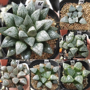 8号实生寿，克优选一物一拍十二卷多肉植物带盆土发货11月26日更