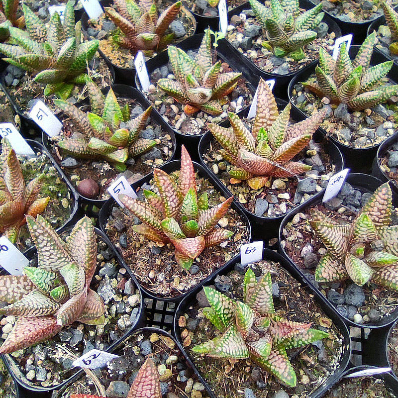 雪特a硬叶一物一拍品相佳带盆发货十二卷多肉植物5月16日更新