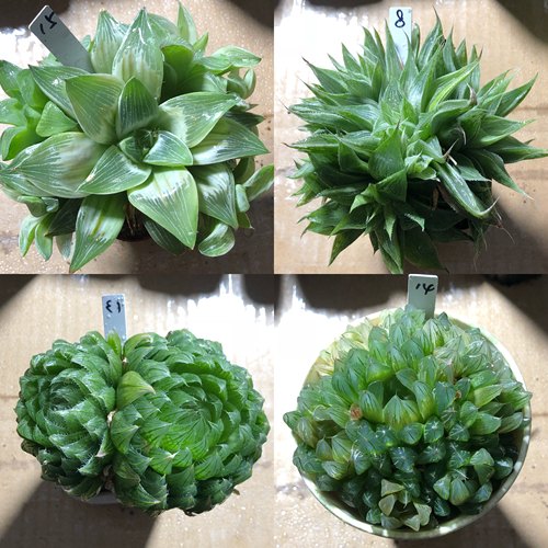 5号特价玉露玉扇十二卷多肉植物一物一拍带盆发货11月14日更新