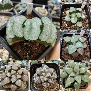 实生寿万象玉扇10cm盆一物一拍带盆发货十二卷多肉植物7月10日更