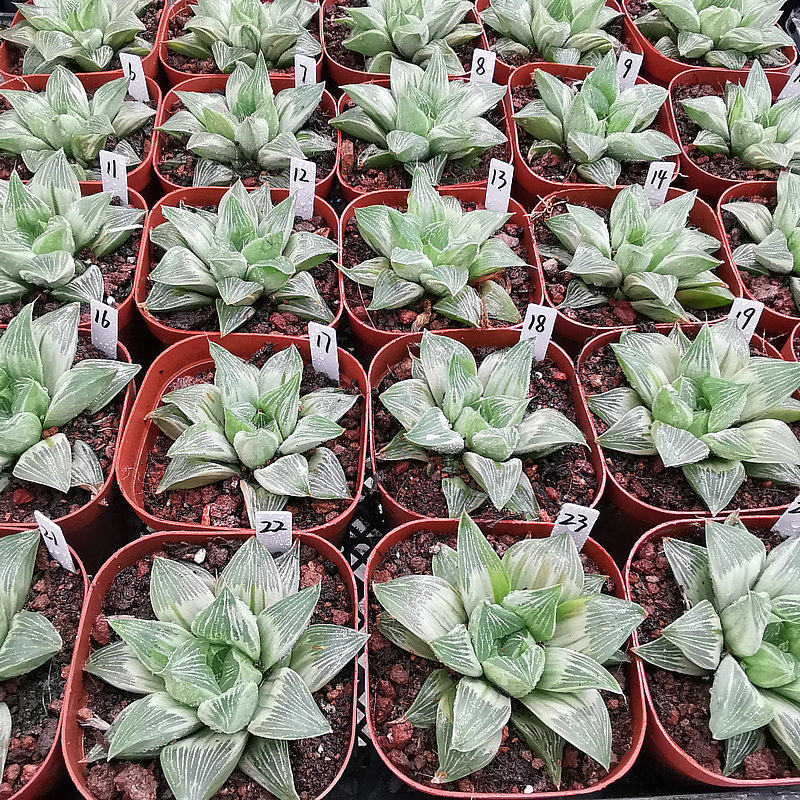 帝王寿锦大颗一物一拍带盆带土发货根系好品相佳十二卷多肉植物