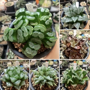 实生寿，玉露，玉扇一物一拍十二卷多肉植物带盆土发货7月26日更