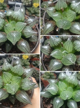 大窗西瓜寿背窗三杰之一一物一拍十二卷多肉植物带盆发货4月29号