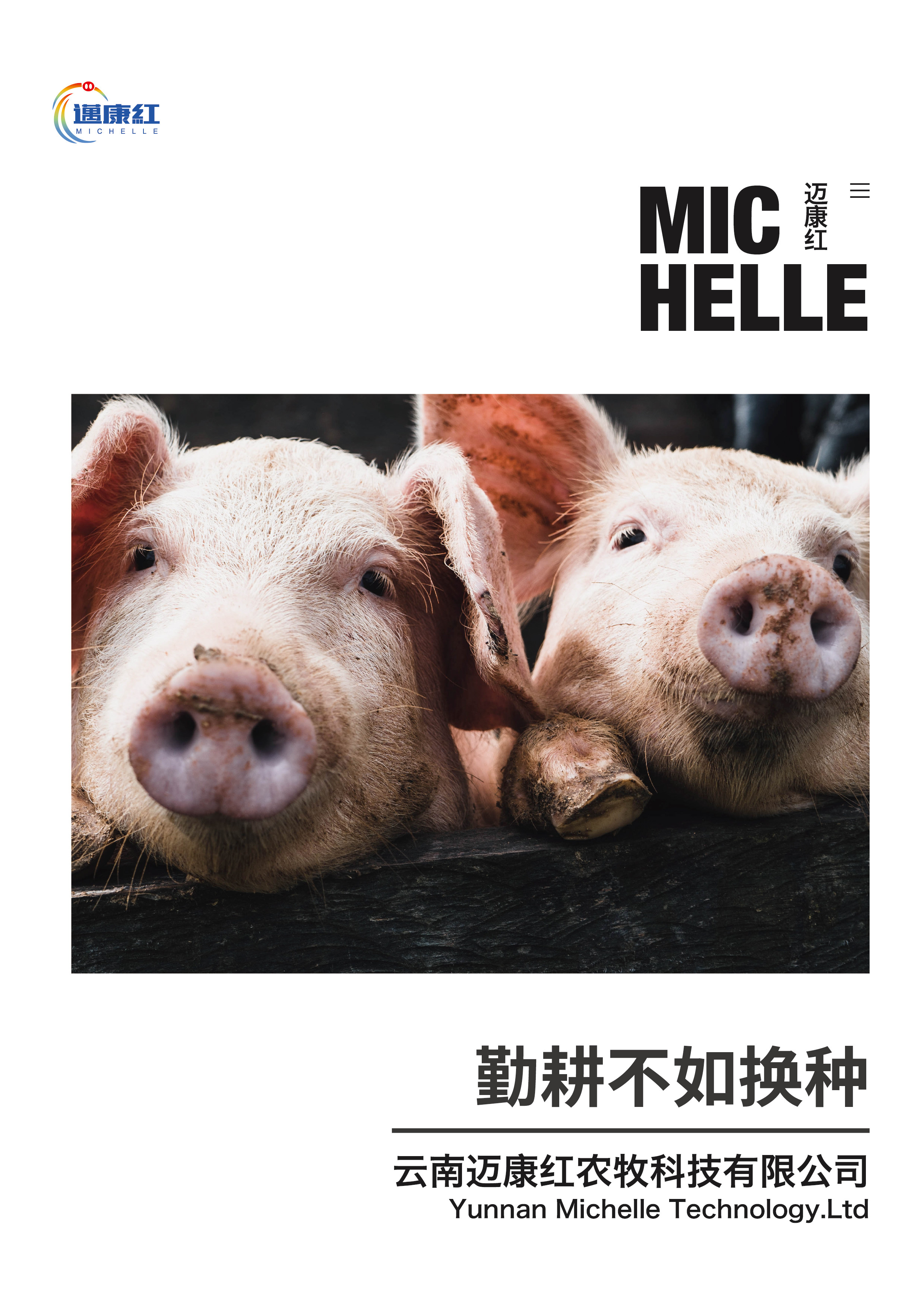 史记美系大型长白猪精猪种进口公猪当天采集猪种精顺风快速配输精