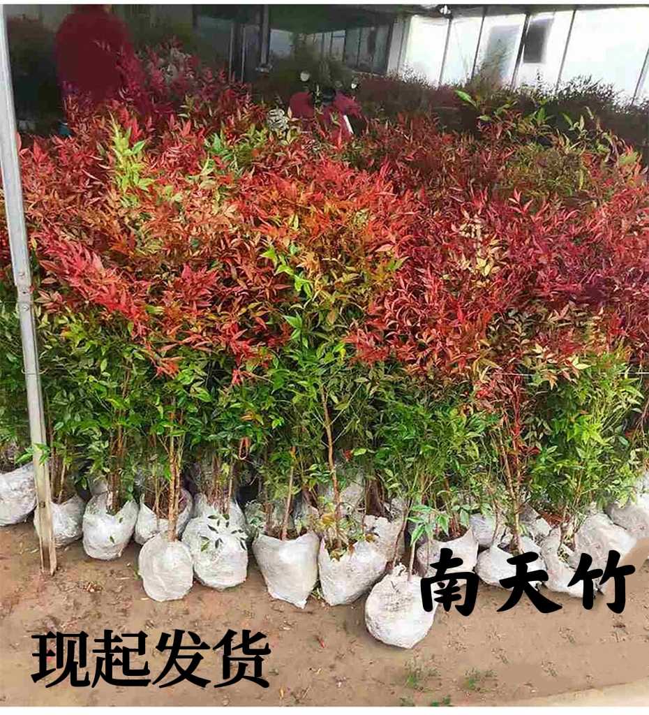 火焰南天竹树苗庭院园林绿化苗木观叶室内盆栽植物老桩盆景南天竺