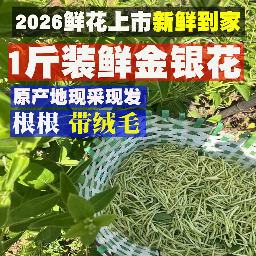 新鲜金银花泡水清热去火洗澡婴儿野生特级干货花苞中药材正品500g