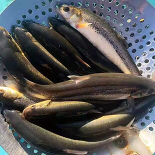 东北柳根鱼淡水鱼麦穗鱼江鱼开江鱼冷水鱼【顺丰包邮】