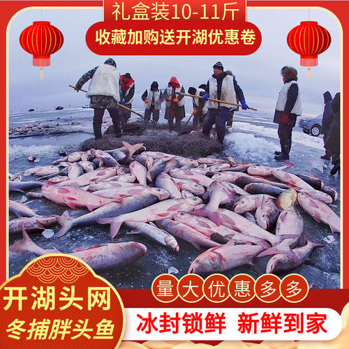 吉林松原冬捕胖头鱼查干湖鱼
