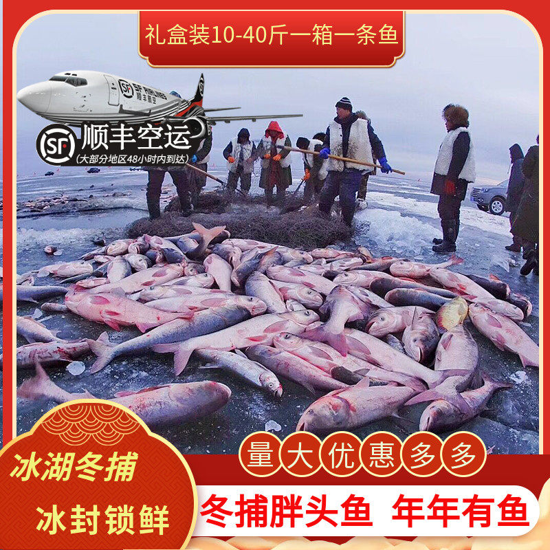 冬捕胖头鱼查干名珍鱼水产花鲢鱼淡水鱼松原冬捕6-40斤送礼盒包邮