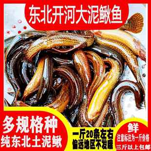 东北鲜活大泥鳅鱼开河鱼土泥鳅活体发货包活到家