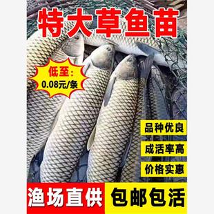 草鱼鱼苗淡水养殖食用活体饲料鱼小草鱼特大无刺脆肉鱼苗