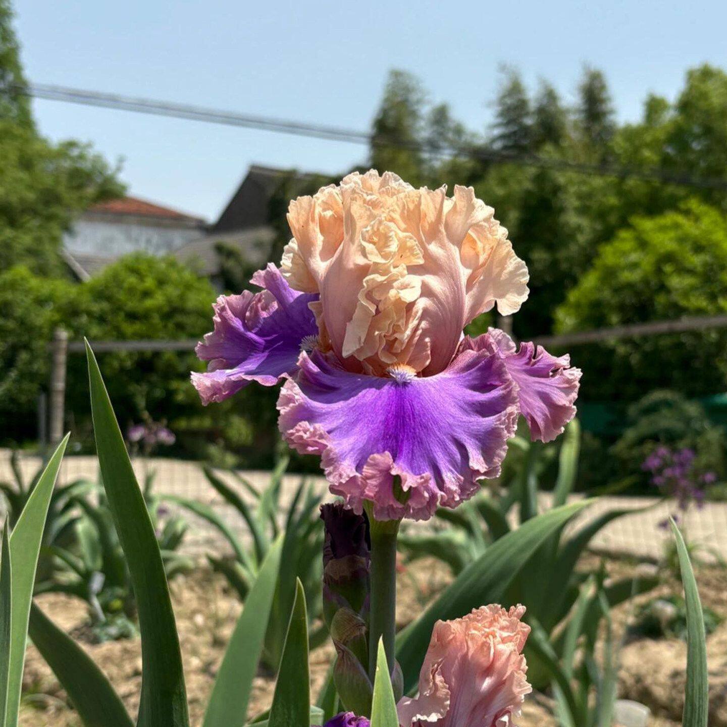 育苗盆德国鸢尾重瓣花苗正版大花花卉阳台对版盆栽庭院植物好养活