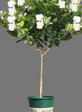 茉莉花盆栽苗独杆独苗树重瓣白植物室内阳台四季花卉观花驱蚊