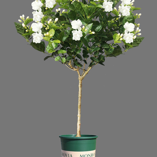 茉莉花盆栽苗独杆独苗树重瓣白植物室内阳台四季花卉观花驱蚊