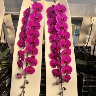 基地直发包对版 大花型蝴蝶兰 大辣椒3.5寸出剑苗