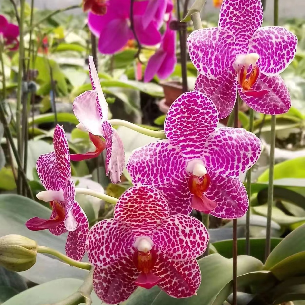 【塔林狮子】蝴蝶兰苗  稀有花色基地直发  包对版