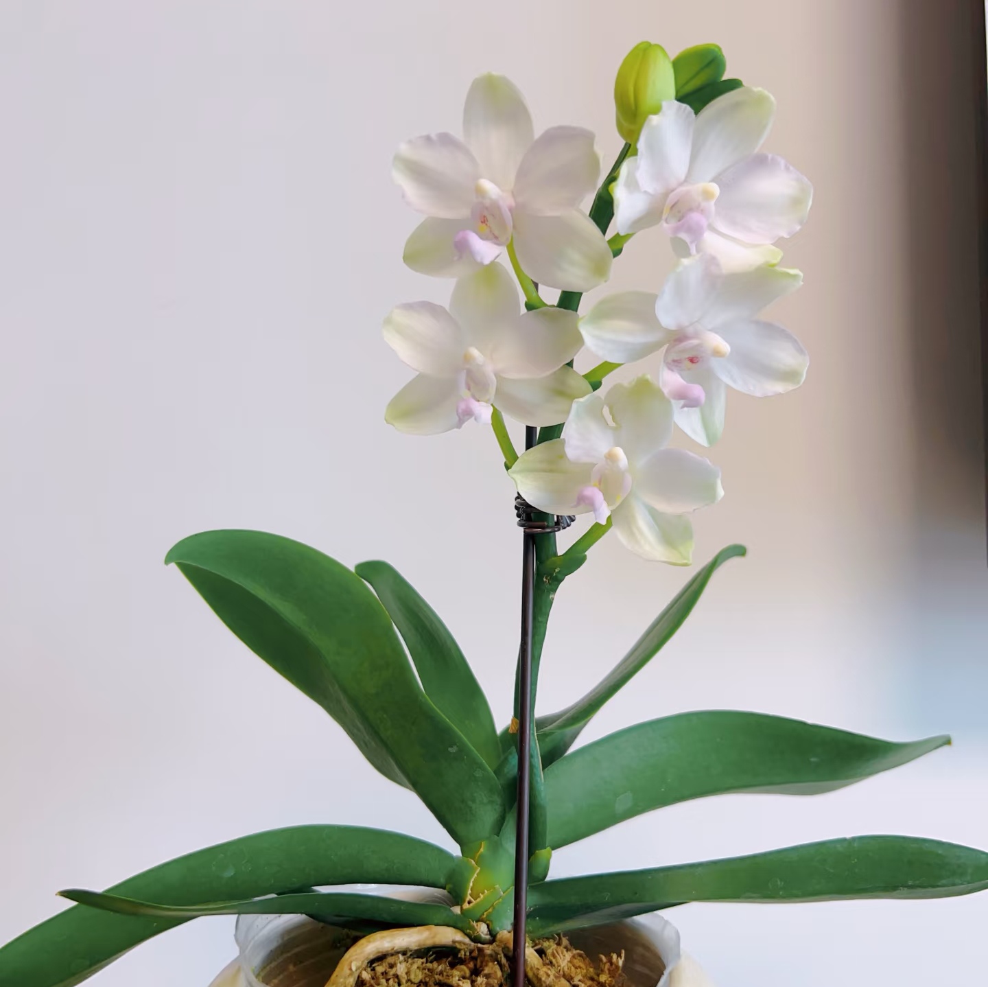 【白水晶开花株】基地直发  包邮