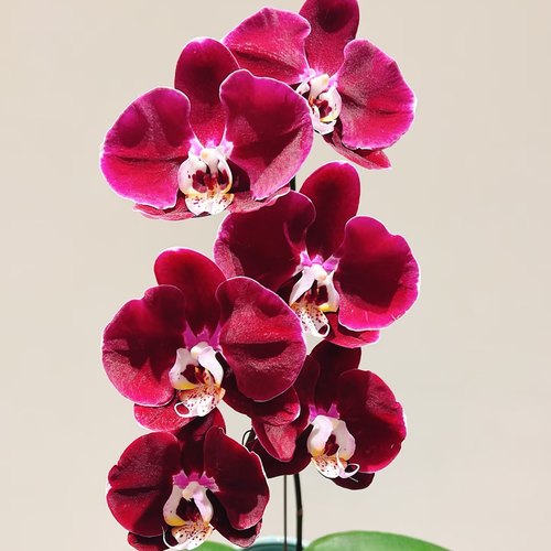 【幻影出剑苗】3.5寸大杯大苗基地直发包对版包邮