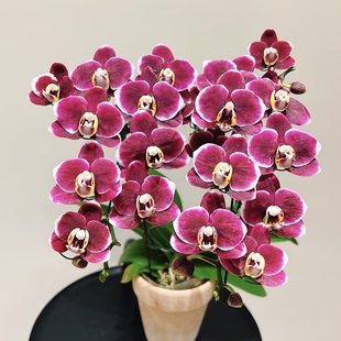 蝴蝶兰 丰花系列 花量王者 基地直发包对版 小巧克力2剑苗
