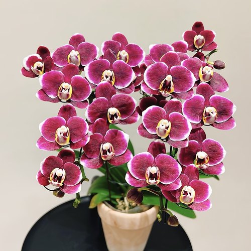 【小巧克力2剑苗】花量王者  丰花系列 蝴蝶兰  基地直发包对版