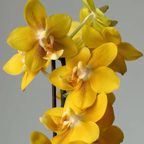 【龚氏黄巧克力】带香味 稀有花色蝴蝶兰苗 基地直发包对版包邮