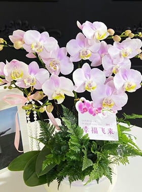 【天使的眼泪出剑苗】蝴蝶兰苗基地直发包对版