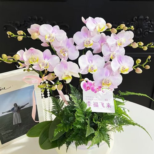 【天使的眼泪出剑苗】蝴蝶兰苗基地直发包对版