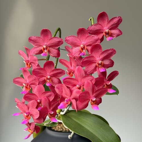 【梦幻女郎出剑苗】蝴蝶兰2.8寸出剑苗  基地直发包对版包邮