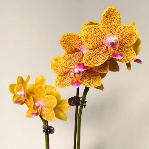 浓香金龙小香花蝴蝶兰基地直发包对版