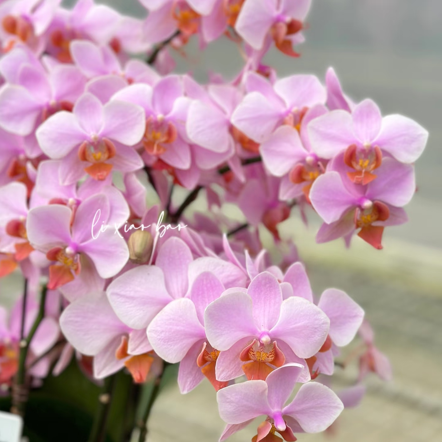 【粉公主2剑苗】3.5寸大杯大苗蝴蝶兰基地直发包对版