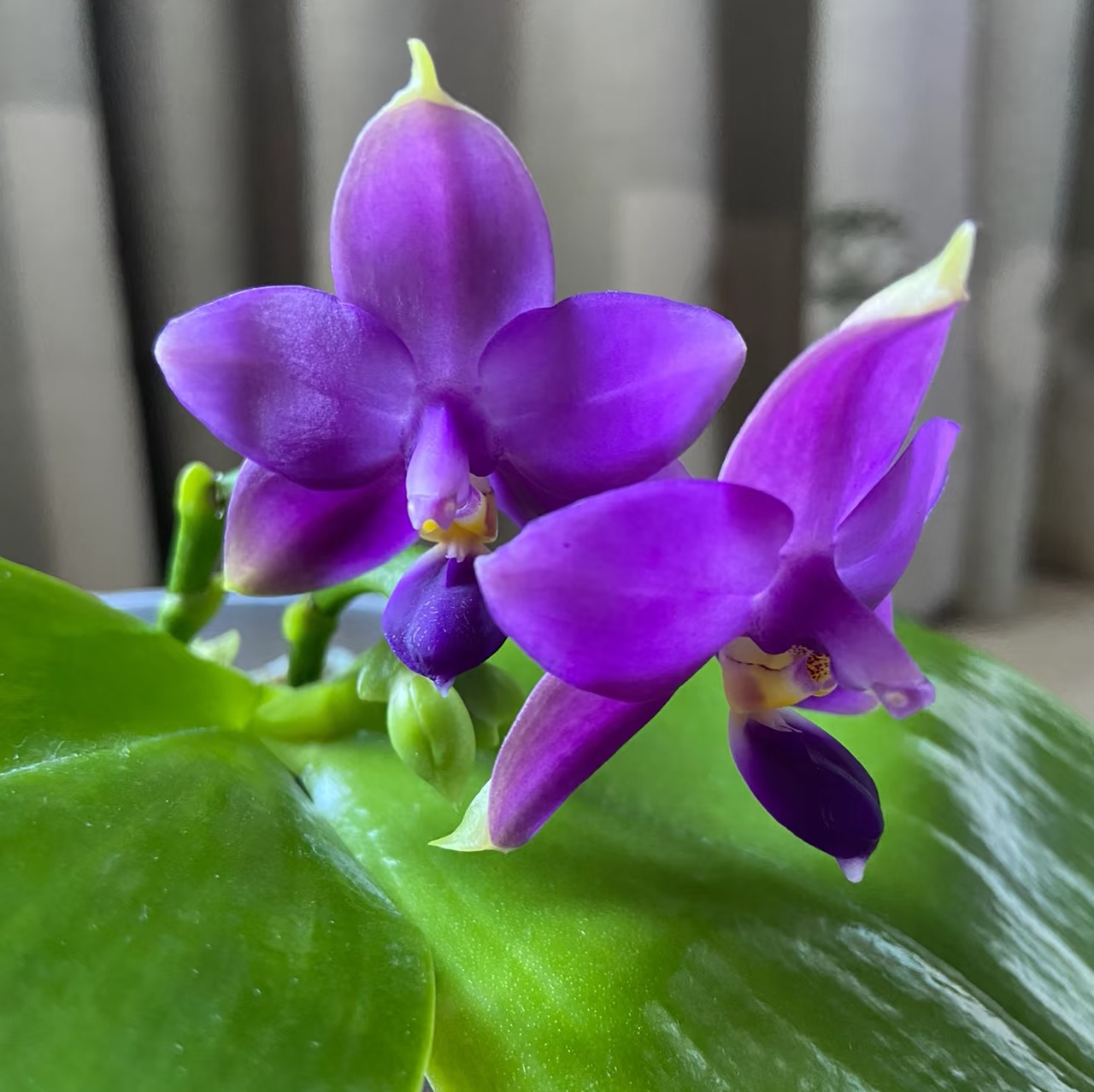 【印地狗】原生蝴蝶兰苗带香2.8寸带花续花型 基地直发包对版