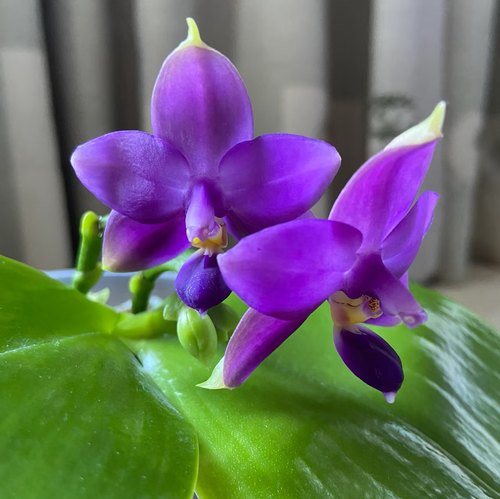 【印地狗】原生蝴蝶兰苗带香2.8寸带花续花型 基地直发包对版