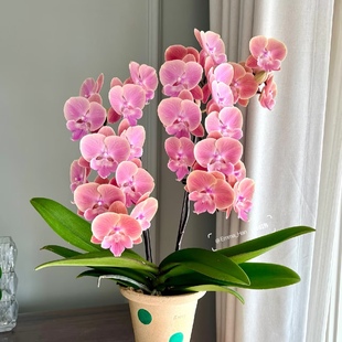 基地直发 蝴蝶兰出剑苗 包对版 唯美3.5寸