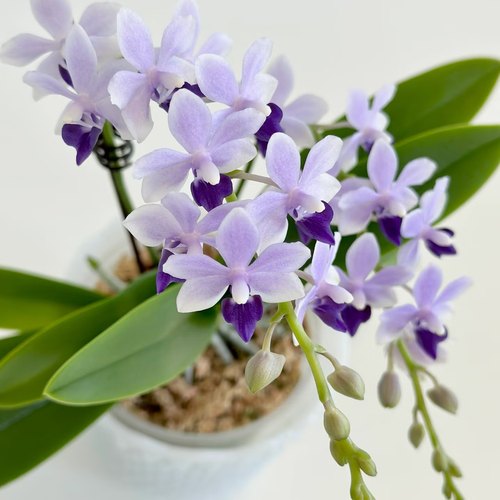 【小茴紫】2.8寸蝴蝶兰苗稀有花色基地直发包对版包邮