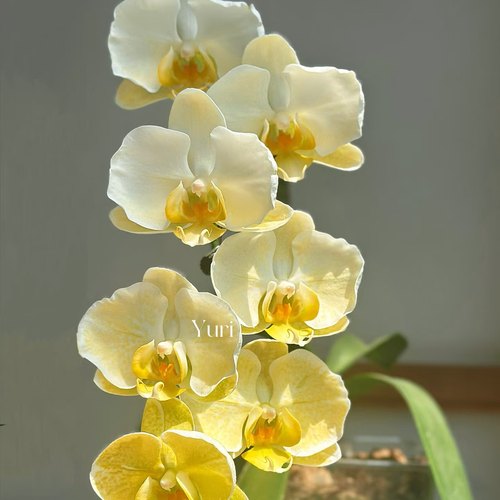 福利包对版限50颗【和鸣金边蕾丝】蝴蝶兰苗稀有花色1.7寸杯