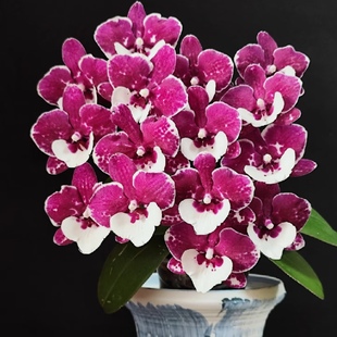 基地直发 3.5寸大杯大苗蝴蝶兰 包对版 圣诞老人2剑苗