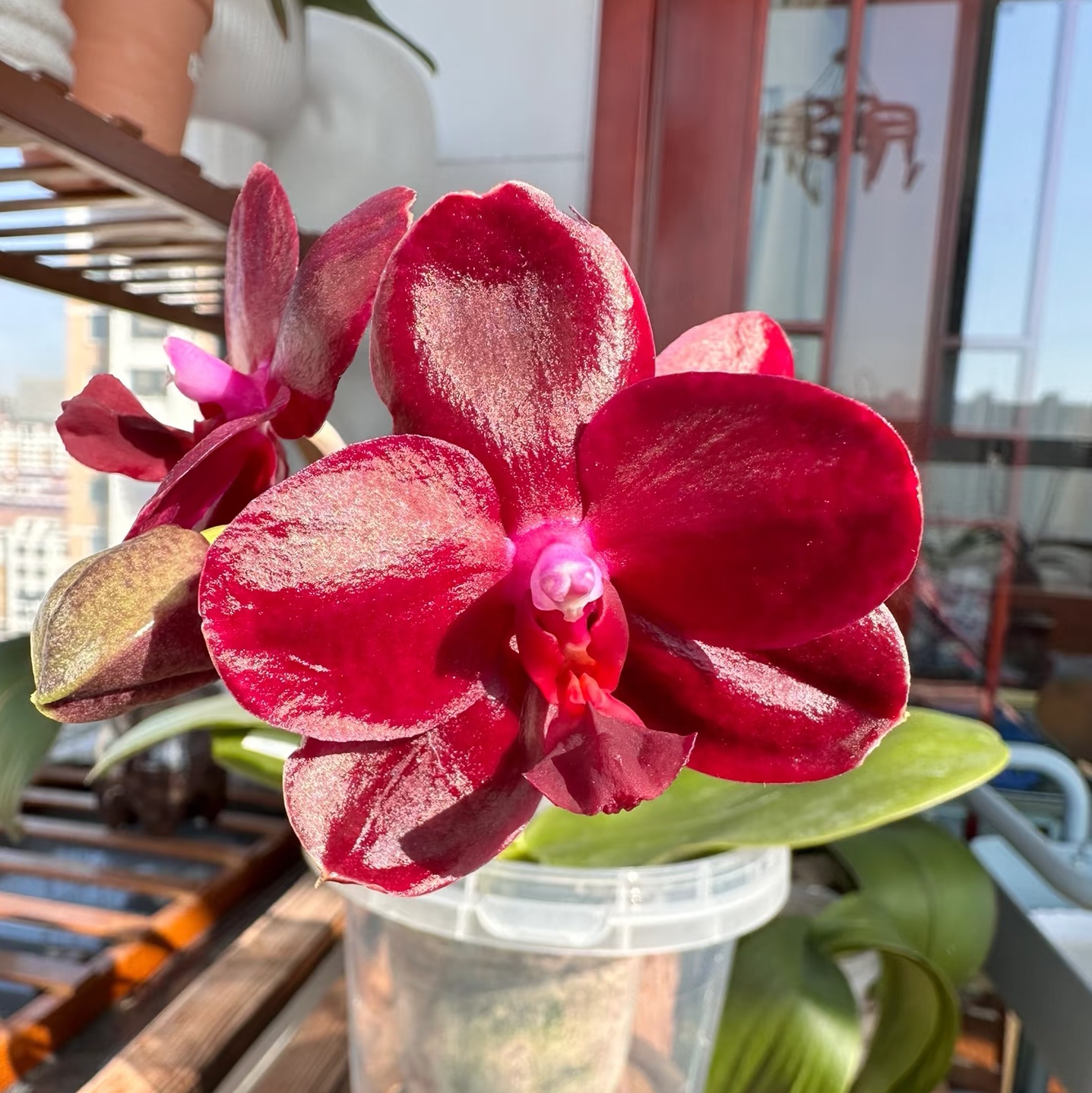 【瑞纳斯】蝴蝶兰苗 稀有花色 品种 基地直发 包对版