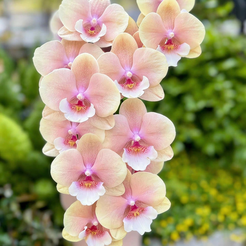 正版【伯爵奶茶】2.8寸蝴蝶兰苗 基地直发包对版包邮