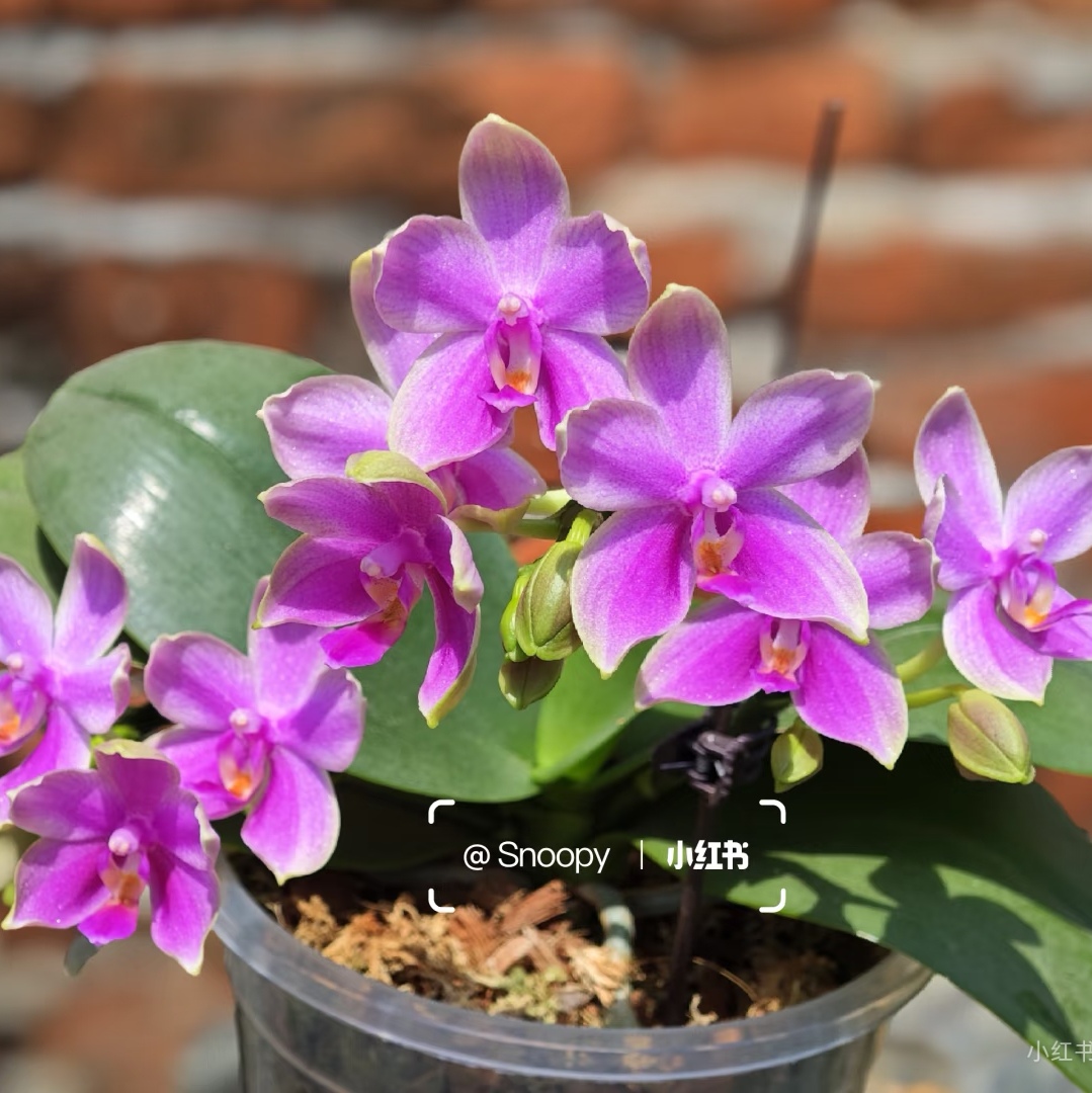 【香奈儿】蝴蝶兰3.0寸杯苗带花箭有花香对版洋兰夏花品种洋兰