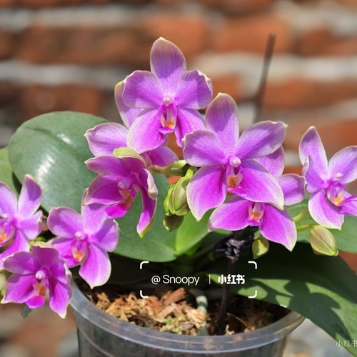 【香奈儿苗】蝴蝶兰3.0寸杯苗有花香对版洋兰夏花品种洋兰