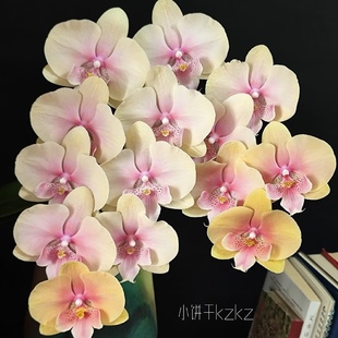 蝴蝶兰苗3.5寸大杯大苗稀有花色基地直发包对版 508蜜桃出剑