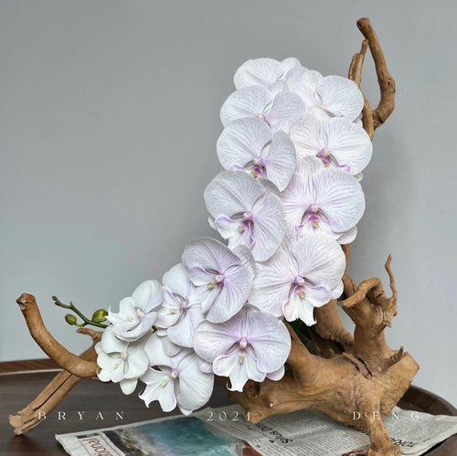 【曼塔安纹出剑苗】3.5寸大杯大苗蝴蝶兰出剑苗  基地直发包对版