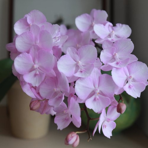 【神仙姐姐3.5寸苗】蝴蝶兰苗基地直发包对版包邮