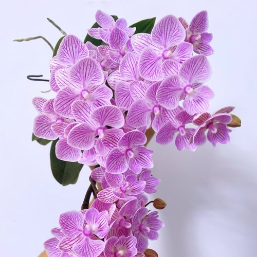 【樱花大舌头】蝴蝶兰出剑苗基地直发 包对版